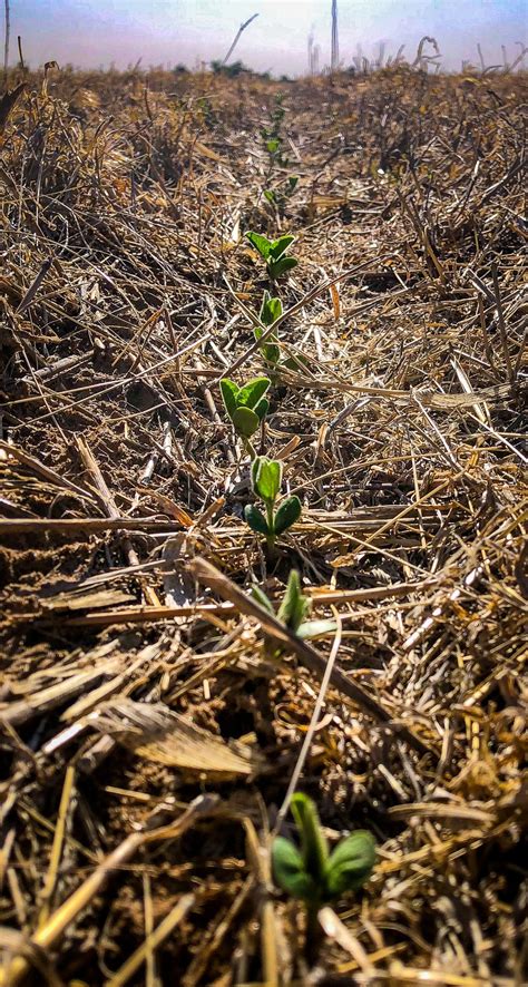 channel seed soybean guide.